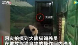 上海熊猫爆料事件视频,真相与争议的交织